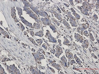 Immunohistochemistry-Paraffin: Ndufs1 Antibody (S02-3I2) [NBP3-19894]