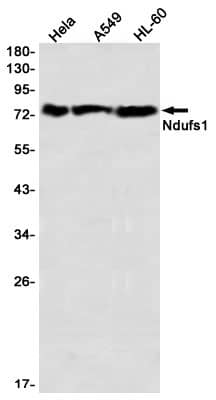 Western Blot: Ndufs1 Antibody (S02-3I2) [NBP3-19894]