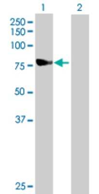 Western Blot: Ndufs1 Antibody [H00004719-B01P]