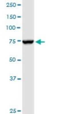 Western Blot: Ndufs1 Antibody [H00004719-D01P]