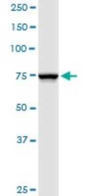 Western Blot: Ndufs1 Antibody [H00004719-D01P]