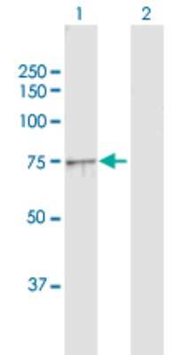 Western Blot: Ndufs1 Antibody [H00004719-D01P]