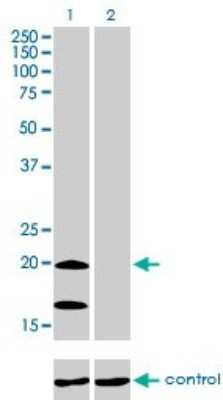 Western Blot: Ndufs4 Antibody (1A1) [H00004724-M01]
