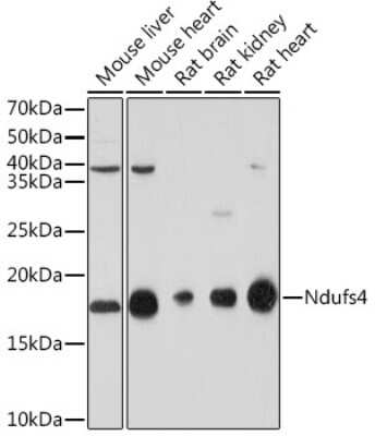 Western Blot: Ndufs4 Antibody (6T10F4) [NBP3-16679]