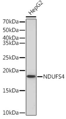 Western Blot: Ndufs4 Antibody (6T10F4) [NBP3-16679]