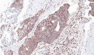 Immunohistochemistry-Paraffin: Ndufs4 Antibody [NBP1-31465]