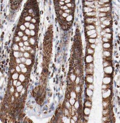 Immunohistochemistry-Paraffin: Ndufs4 Antibody [NBP1-89026]