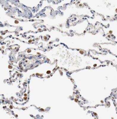 Immunohistochemistry-Paraffin: Ndufs4 Antibody [NBP1-89026]