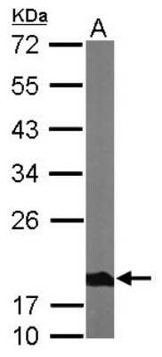 Western Blot: Ndufs4 Antibody [NBP1-31465]