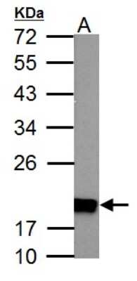 Western Blot: Ndufs4 Antibody [NBP1-31465]