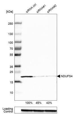 Western Blot: Ndufs4 Antibody [NBP1-89026]