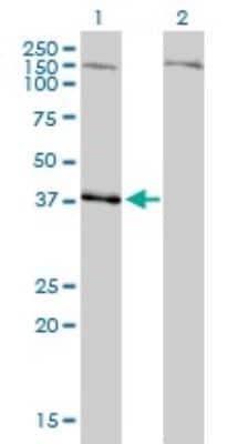 Western Blot: Necdin Antibody (1B3) [H00004692-M02]