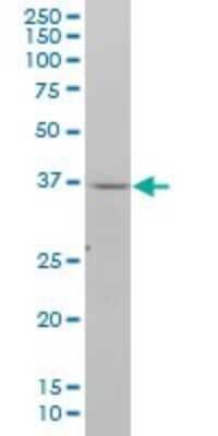 Western Blot: Necdin Antibody (2D11) [H00004692-M07]