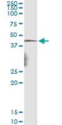 Immunoprecipitation: Necdin Antibody (3B9) [H00004692-M05]