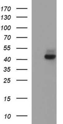 Western Blot: Necdin Antibody (OTI5D1)Azide and BSA Free [NBP2-72925]