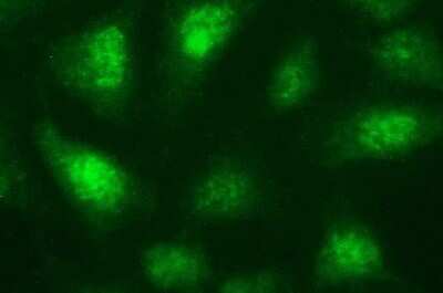 Immunofluorescence: Necdin Antibody (OTI5D1) [NBP2-46117]