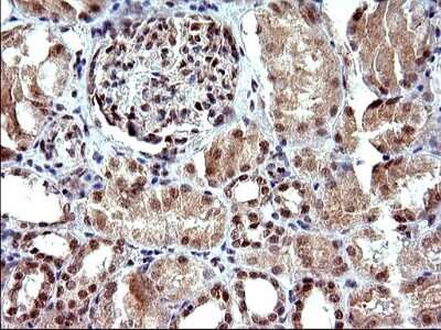 Immunohistochemistry: Necdin Antibody (OTI5D1) [NBP2-46117]