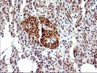 Immunohistochemistry: Necdin Antibody (OTI5D1) [NBP2-46117]