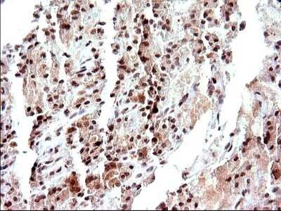 Immunohistochemistry: Necdin Antibody (OTI5D1) [NBP2-46117]