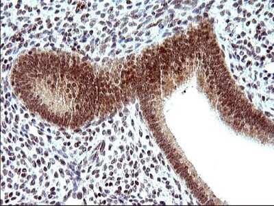 Immunohistochemistry: Necdin Antibody (OTI5D1) [NBP2-46117]