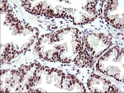 Immunohistochemistry: Necdin Antibody (OTI5D1) [NBP2-46117]