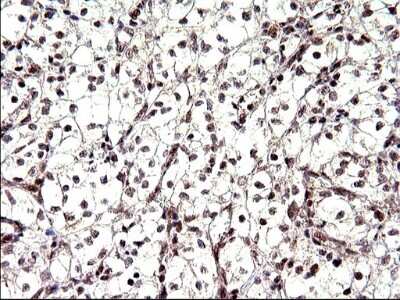 Immunohistochemistry: Necdin Antibody (OTI5D1) [NBP2-46117]