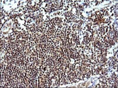 Immunohistochemistry: Necdin Antibody (OTI5D1) [NBP2-46117]