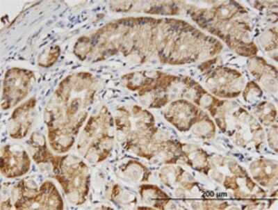 Immunohistochemistry-Paraffin: Nectin-3/PVRL3 Antibody (1D1) [H00025945-M01]