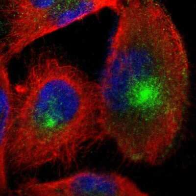 Immunocytochemistry/ Immunofluorescence: Nectin-3/PVRL3 Antibody [NBP1-86553]