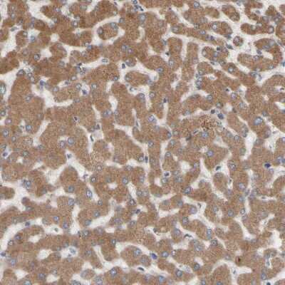 Immunohistochemistry-Paraffin: Nectin-3/PVRL3 Antibody [NBP1-86553]
