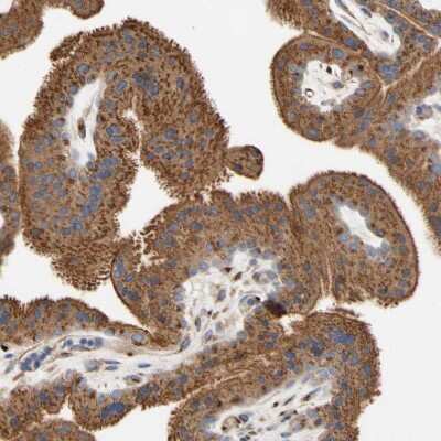 Immunohistochemistry-Paraffin: Nectin-3/PVRL3 Antibody [NBP1-86553]