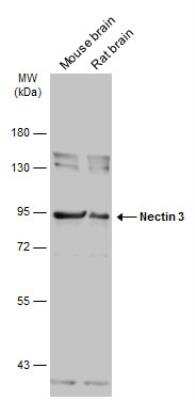 Western Blot: Nectin-3/PVRL3 Antibody [NBP2-20013]