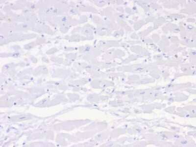 Immunohistochemistry-Paraffin: Negative Control for Mouse Monoclonal Antibody (IGG1/453) [NBP3-13902]