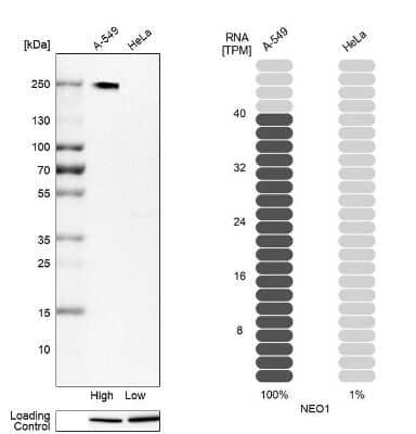 Western Blot: Neogenin Antibody [NBP1-89651]