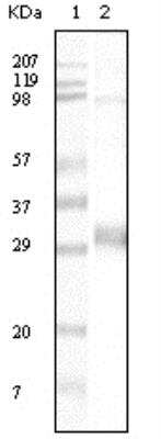 Western Blot: Neomycin phosphotransferase II Antibody (4B4D1)BSA Free [NB110-60487]