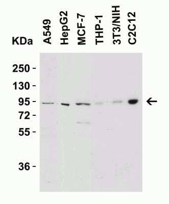 Western Blot: Nephrin AntibodyBSA Free [NBP1-77303]