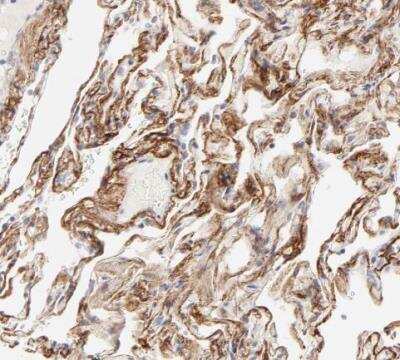 Immunohistochemistry-Paraffin: Nephronectin Antibody [NBP1-83990]