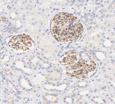 Immunohistochemistry-Paraffin: Nephronectin Antibody [NBP1-83990]