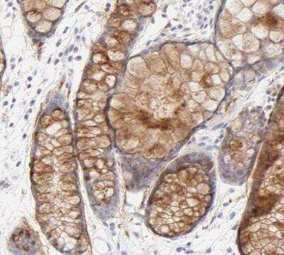 Immunohistochemistry-Paraffin: Nephronectin Antibody [NBP1-83990]
