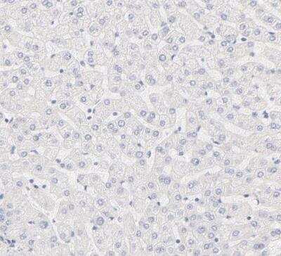 Immunohistochemistry-Paraffin: Nephronectin Antibody [NBP1-83990]