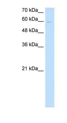 Western Blot: Nephronectin Antibody [NBP1-70658]