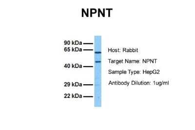 Western Blot: Nephronectin Antibody [NBP1-70658]