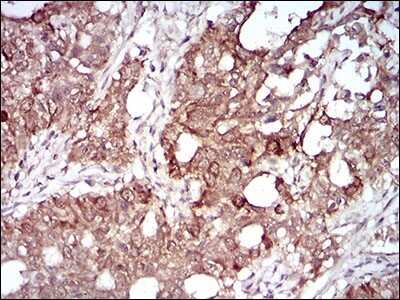 Immunohistochemistry-Paraffin: Neprilysin-2/MMEL1 Antibody (2D2H5) - BSA Free [NBP2-52511]