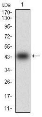 Western Blot: Neprilysin-2/MMEL1 Antibody (2D2H5)BSA Free [NBP2-52511]