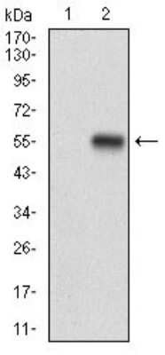 Western Blot: Neprilysin/CD10 Antibody (5E9A5)BSA Free [NBP2-37301]