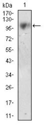 Western Blot: Neprilysin/CD10 Antibody (7D4B1)BSA Free [NBP2-37303]