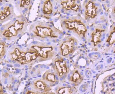 Immunohistochemistry-Paraffin: Neprilysin/CD10 Antibody (SN75-07) [NBP2-67717]