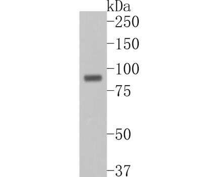 Western Blot: Neprilysin/CD10 Antibody (SN75-07) [NBP2-67717]