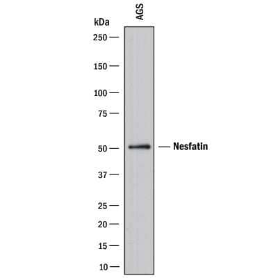 Western Blot: Nesfatin-1/Nucleobindin-2 Antibody (2062A)Azide and BSA Free [MAB59491]