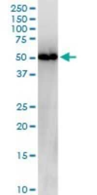 Western Blot: Nesfatin-1/Nucleobindin-2 Antibody (6H4) [H00004925-M03]